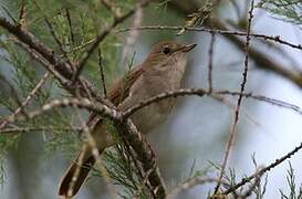 Common Nightingale