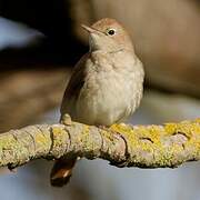 Common Nightingale