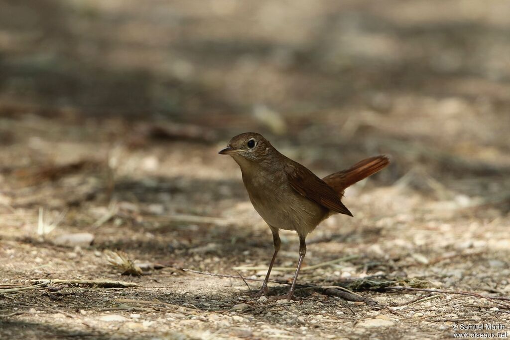 Common Nightingaleadult