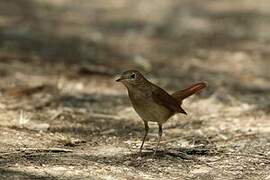 Common Nightingale