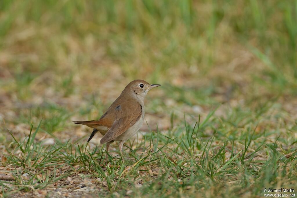 Common Nightingaleadult