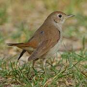 Common Nightingale