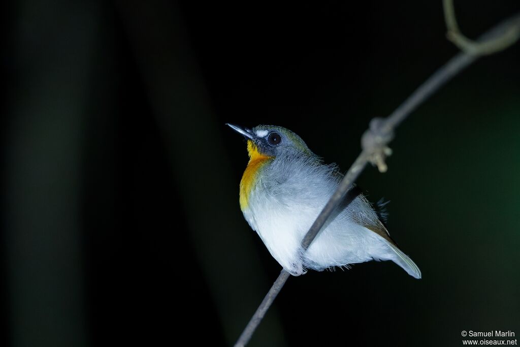 Forest Robinadult