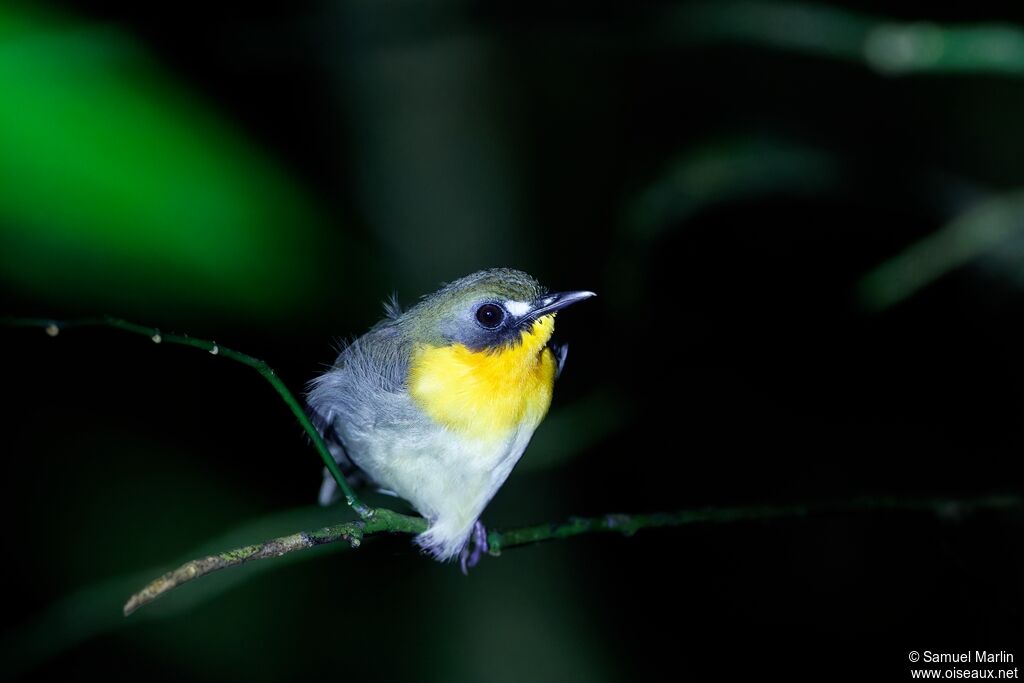 Rougegorge de forêt
