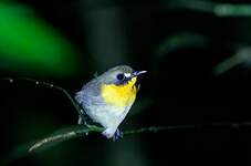 Rougegorge de forêt