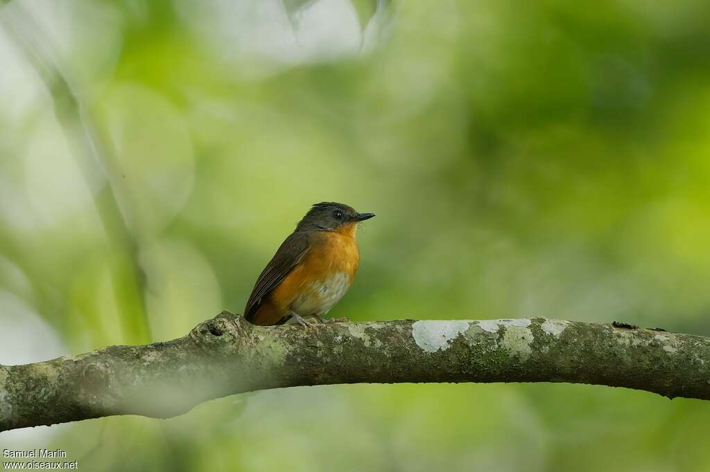 Equatorial Akalatadult, pigmentation, Behaviour