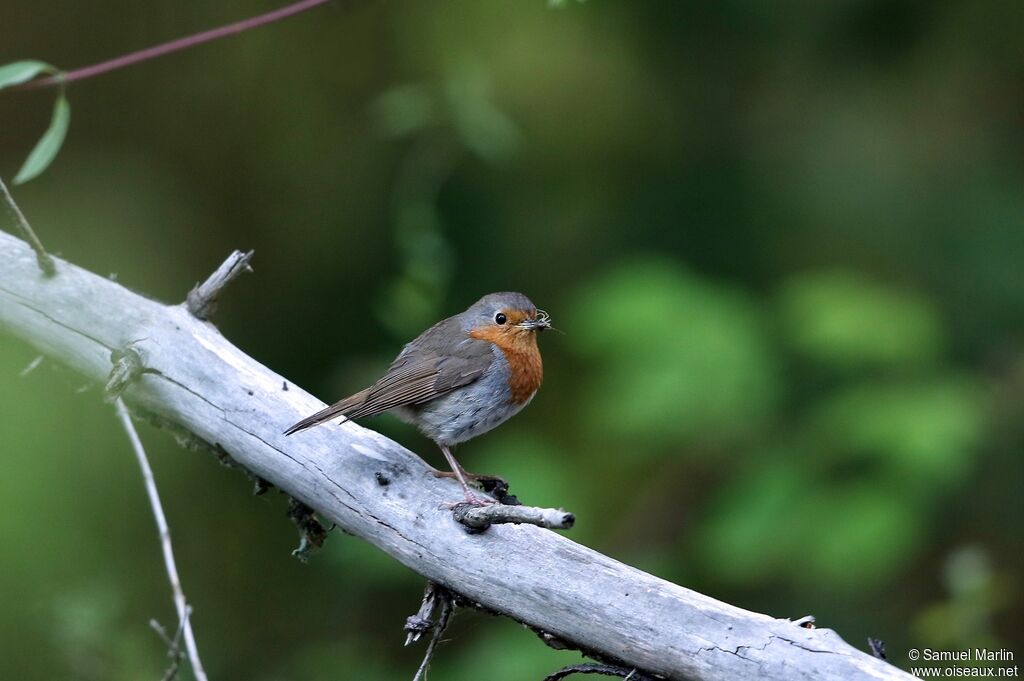 Rougegorge familieradulte, mange