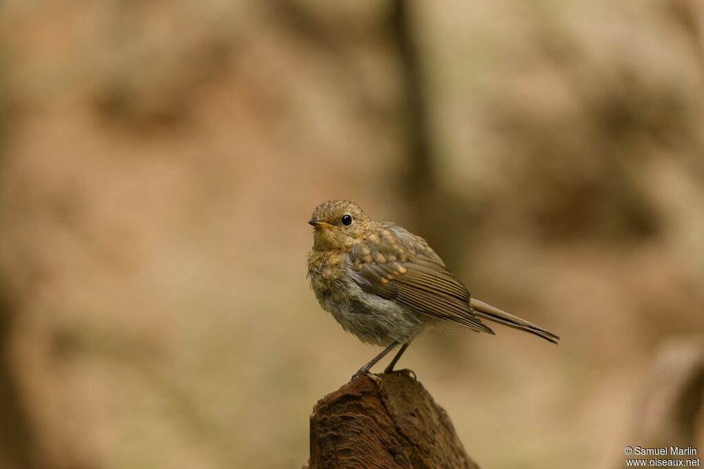 European Robinimmature