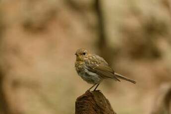 Rougegorge familier