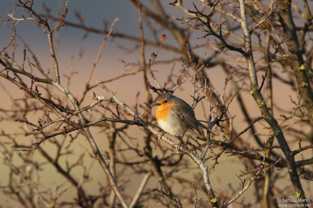 European Robinadult