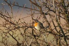 European Robin