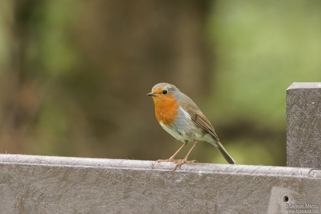 European Robinadult