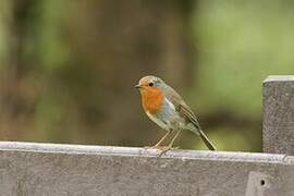 European Robin