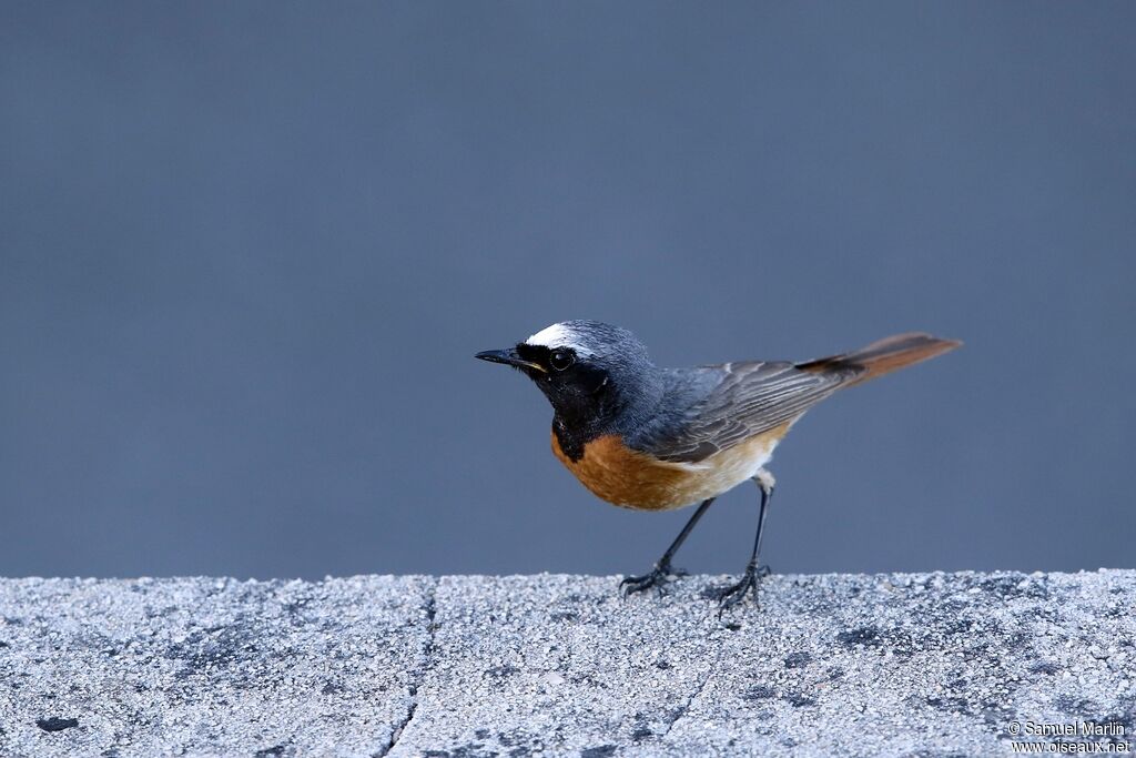 Common Redstart male adult