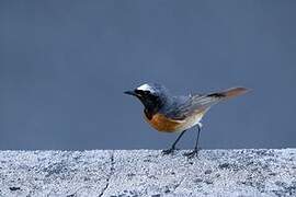 Common Redstart