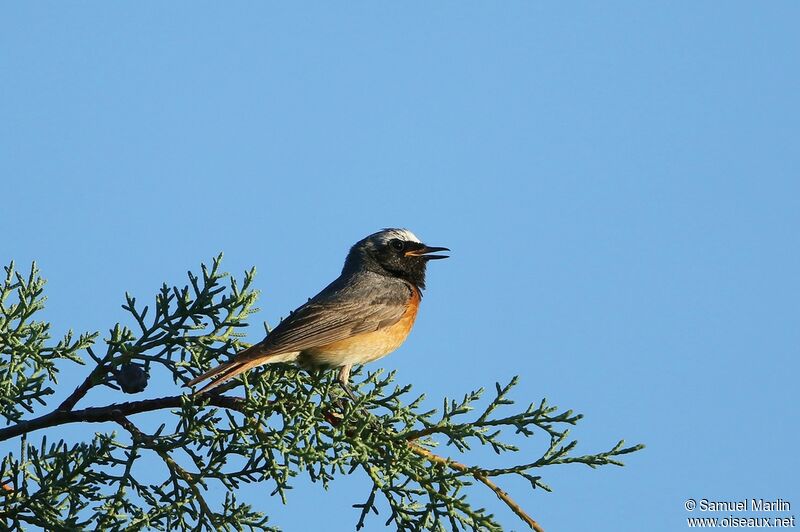 Common Redstart male adult, song