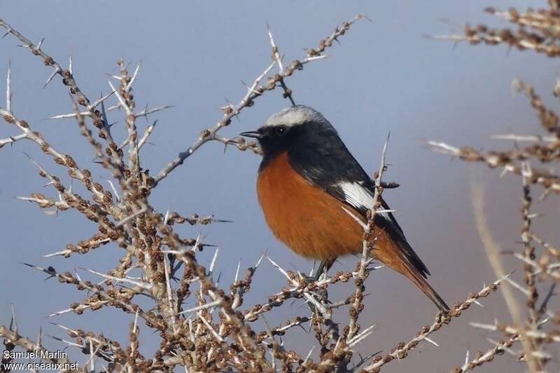 Güldenstädt's Redstart male adult, identification