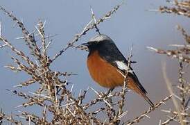 Güldenstädt's Redstart