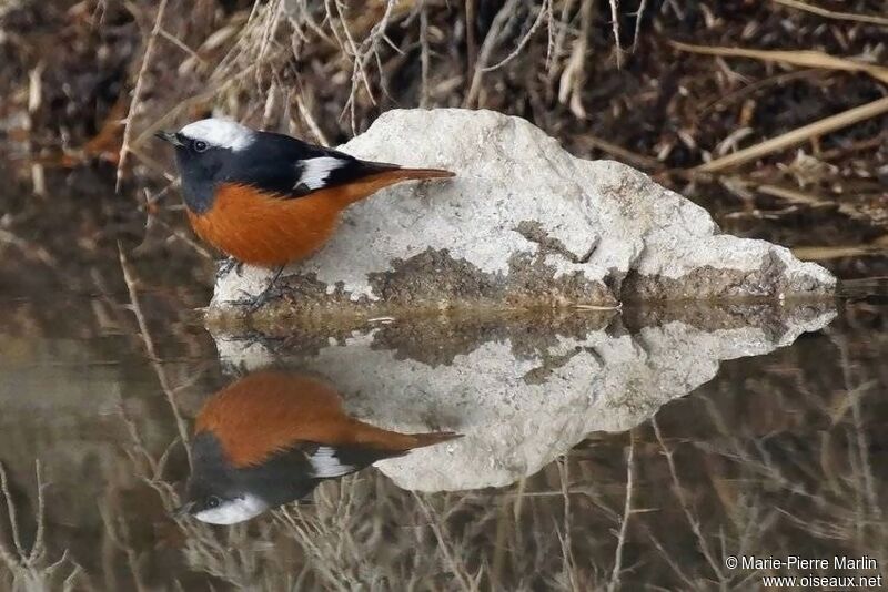 Güldenstädt's Redstart male adult