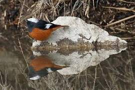 Güldenstädt's Redstart