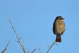 Güldenstädt's Redstart