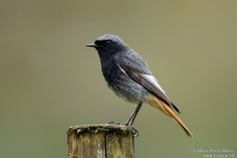 Black Redstart male adult breeding, identification