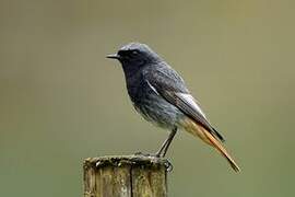 Black Redstart