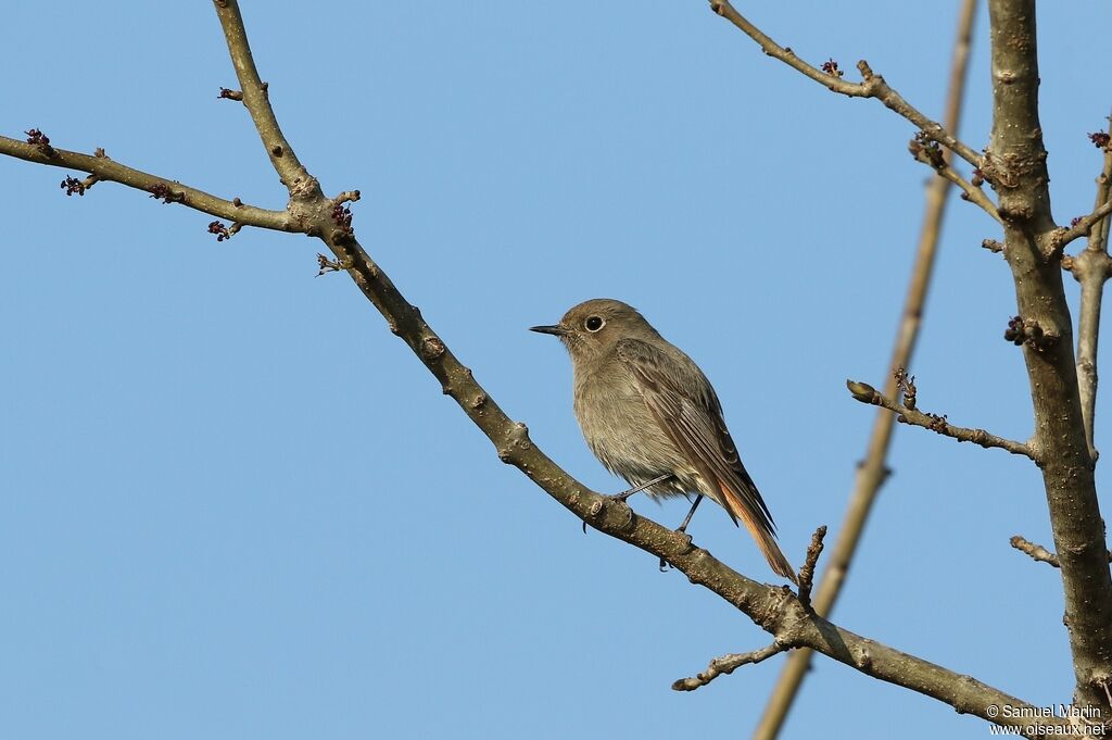 Black Redstart female