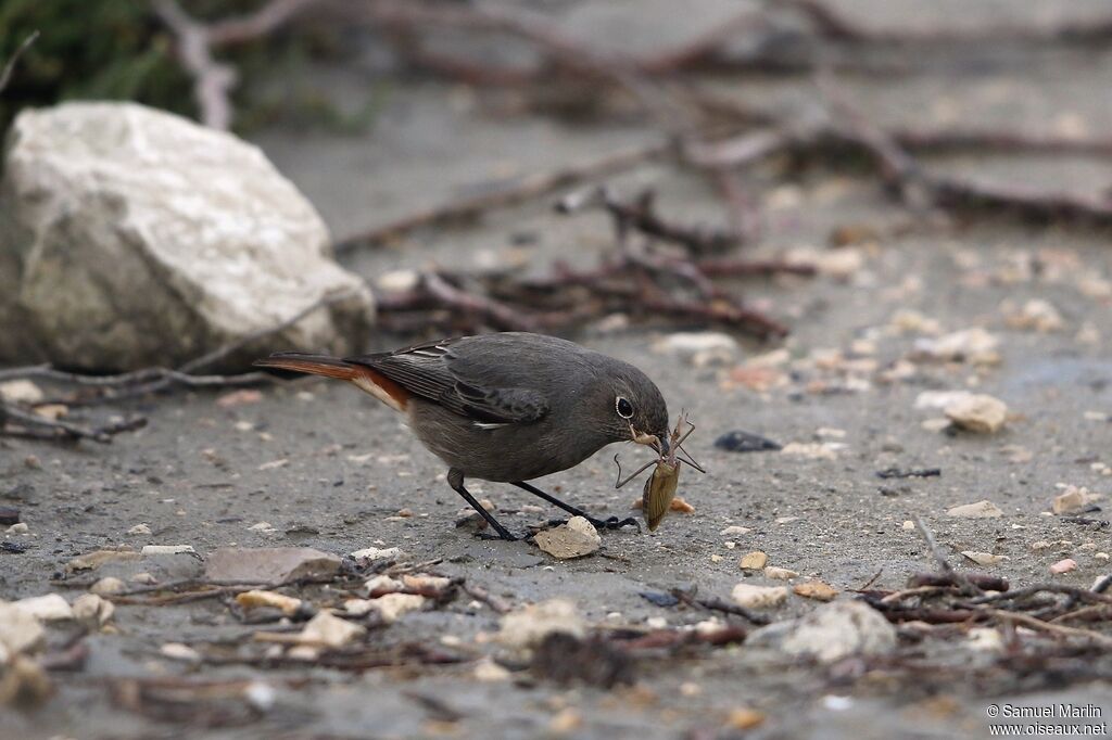 Black Redstart