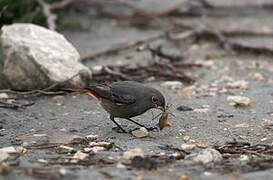 Black Redstart