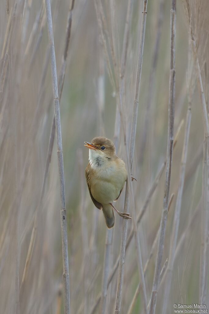 Common Reed Warbleradult