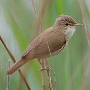 Common Reed Warbler
