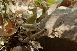 Clamorous Reed Warbler