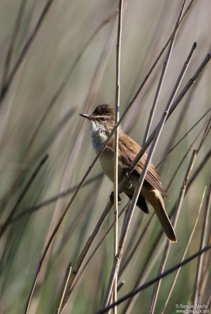 Great Reed Warbleradult