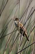 Great Reed Warbler