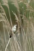 Great Reed Warbler