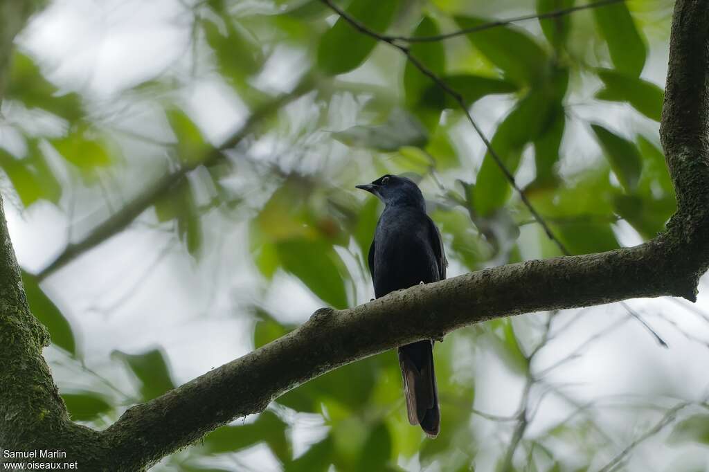 Stuhlmann's Starlingadult, habitat, pigmentation