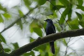 Stuhlmann's Starling