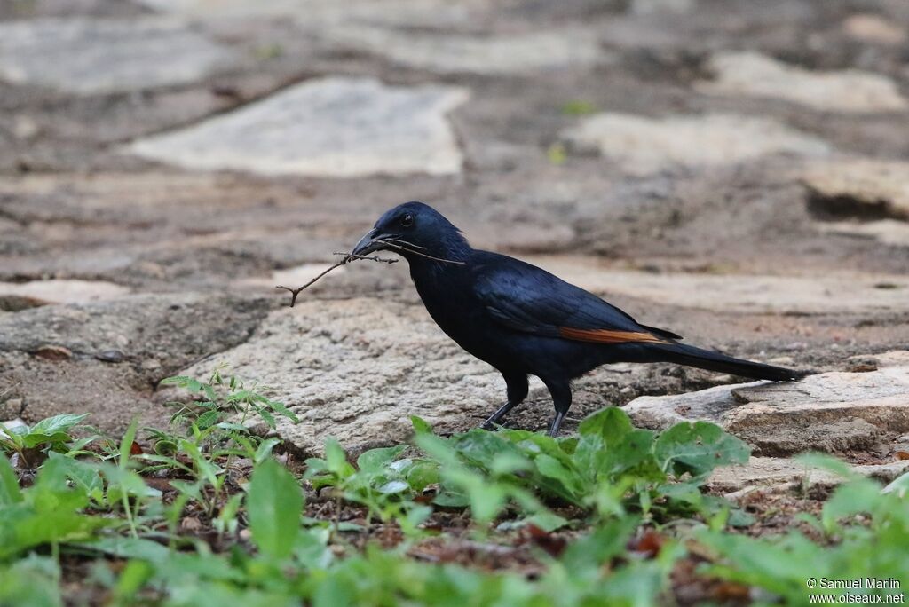 Red-winged Starlingadult