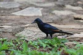 Red-winged Starling