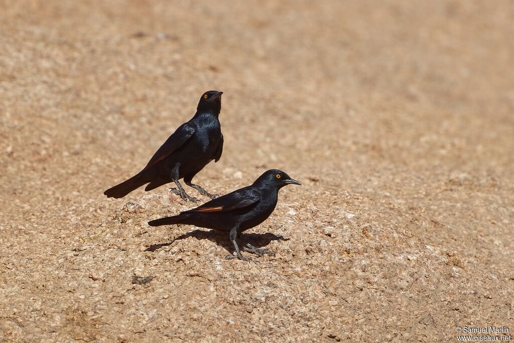 Pale-winged Starling