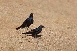 Pale-winged Starling