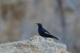 Pale-winged Starling