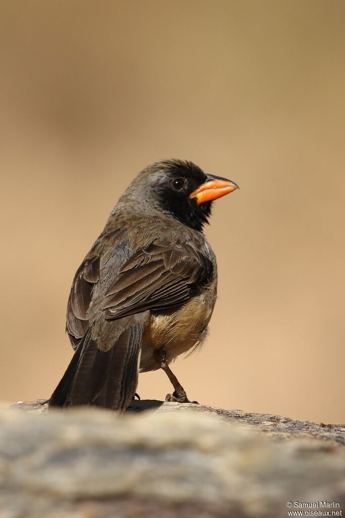 Black-throated Saltatoradult