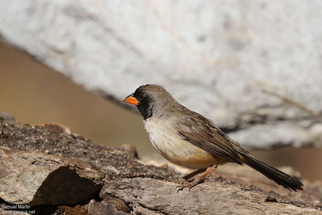 Saltator à gorge noireadulte, identification