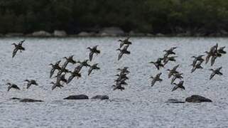 Blue-winged Teal