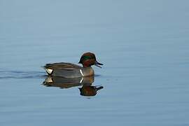 Green-winged Teal