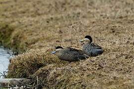 Silver Teal