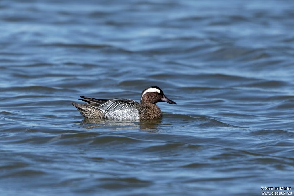 Garganey male adult