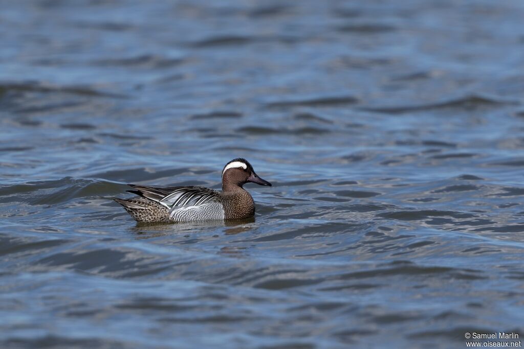 Garganey male adult